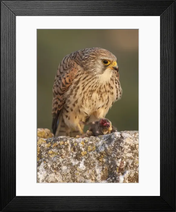 Framed Print : Picture No. 11981418