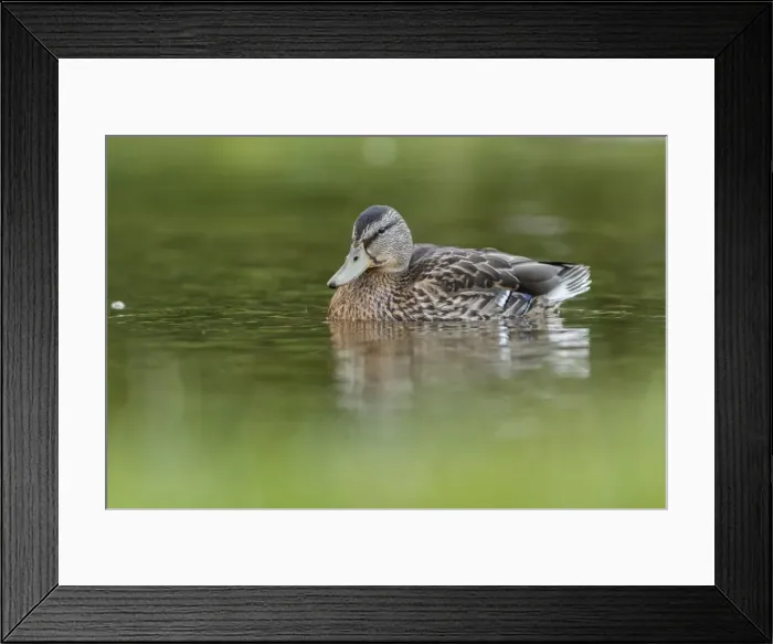 Framed Print : Picture No. 11981419