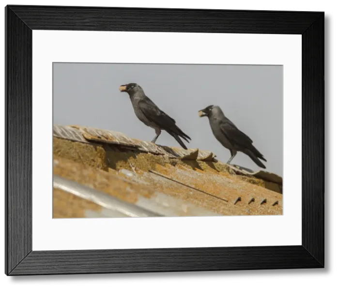 Framed Print : Picture No. 11981420