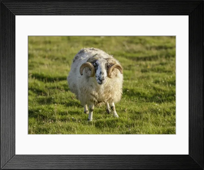 Framed Print : Picture No. 11981422