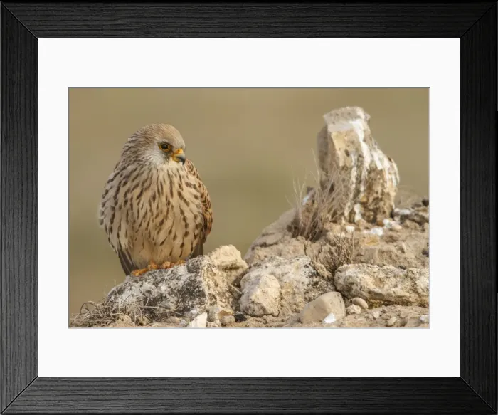 Framed Print : Picture No. 11981423 Framed Print : Picture No. 11981423