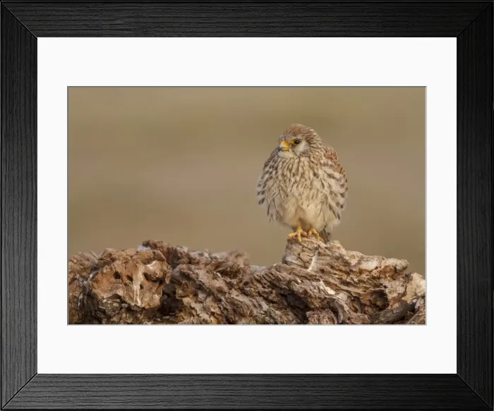 Framed Print : Picture No. 11981424 Framed Print : Picture No. 11981424