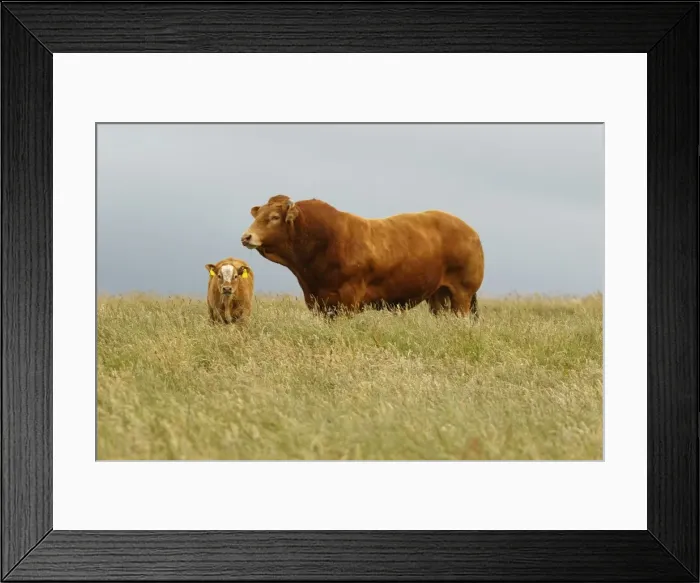 Framed Print : Picture No. 11981425 Framed Print : Picture No. 11981425