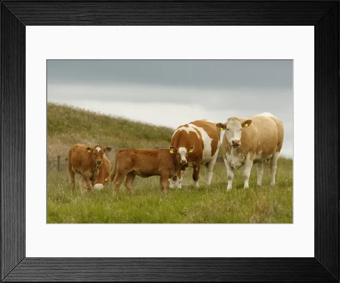 Framed Print : Picture No. 11981426 Framed Print : Picture No. 11981426