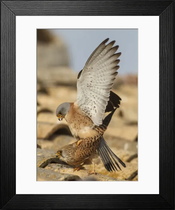 Framed Print : Picture No. 11981427 Framed Print : Picture No. 11981427