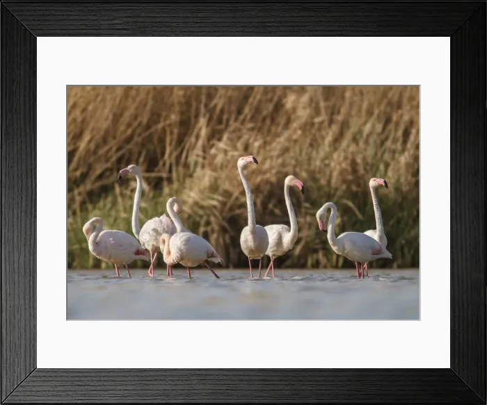 Framed Print : Picture No. 11981428