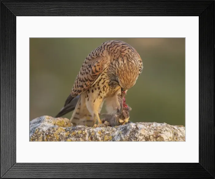 Framed Print : Picture No. 11981429 Framed Print : Picture No. 11981429