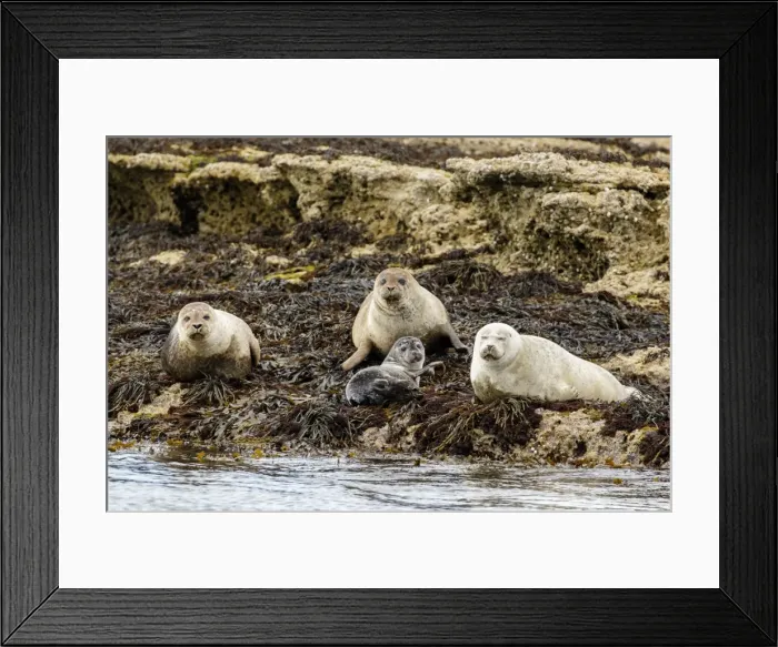 Framed Print : Picture No. 11981430