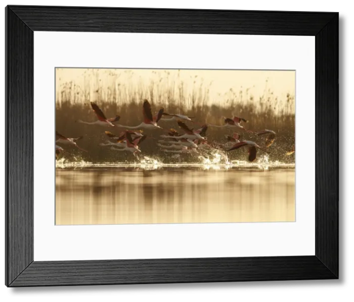 Framed Print : Picture No. 11981432