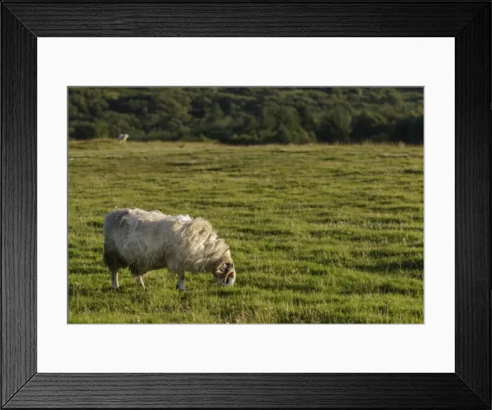 Framed Print : Picture No. 11981431