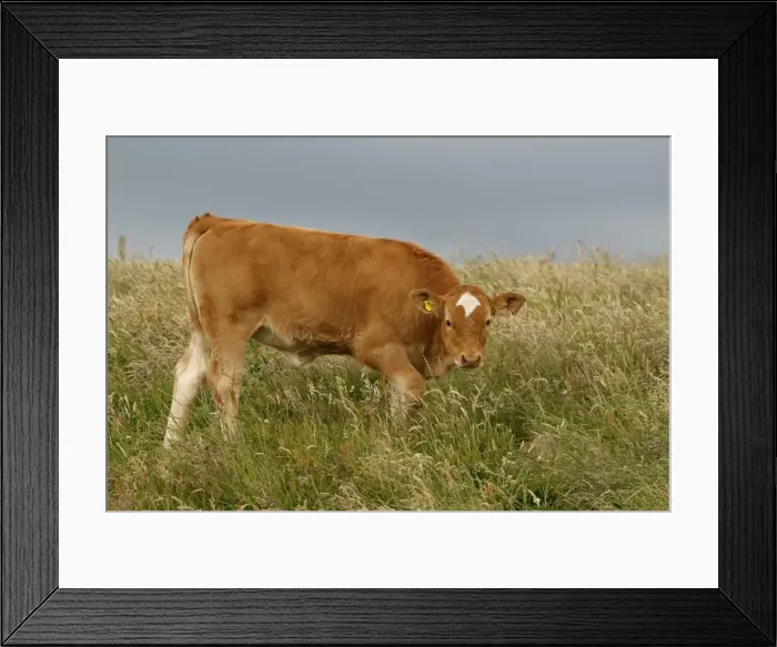 Framed Print : Picture No. 11981433 Framed Print : Picture No. 11981433