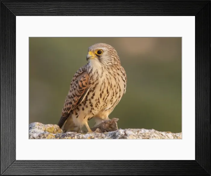 Framed Print : Picture No. 11981434