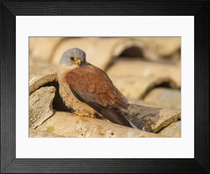 Framed Print : Picture No. 11981435 Framed Print : Picture No. 11981435