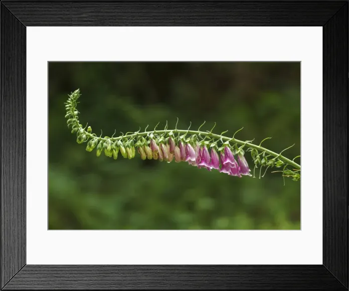 Framed Print : Picture No. 11981436 Framed Print : Picture No. 11981436