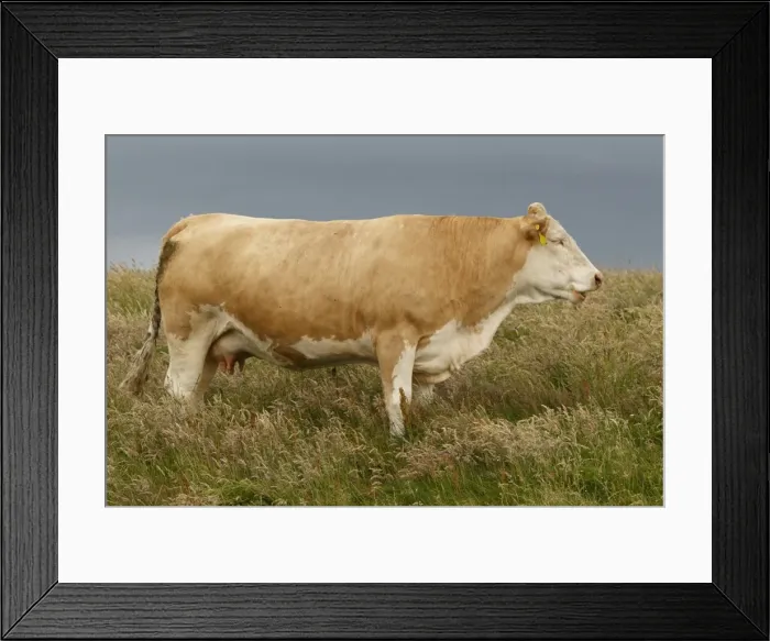 Framed Print : Picture No. 11981437 Framed Print : Picture No. 11981437