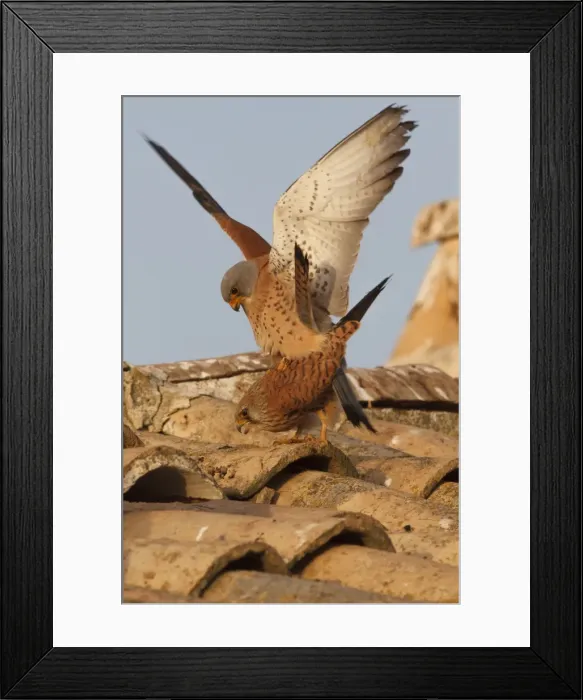 Framed Print : Picture No. 11981438 Framed Print : Picture No. 11981438