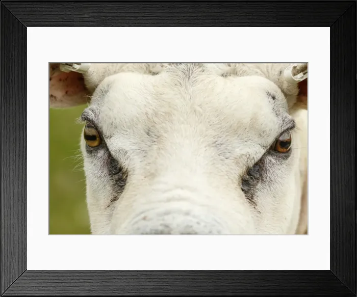 Framed Print : Picture No. 11981440