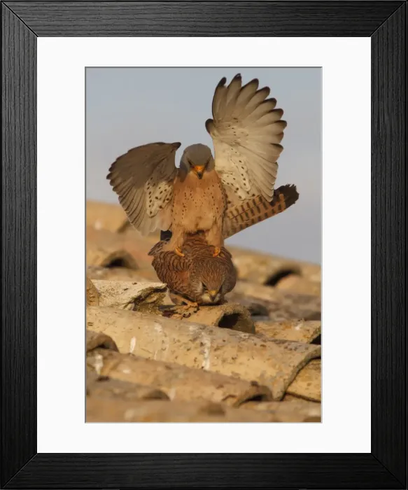 Framed Print : Picture No. 11981442 Framed Print : Picture No. 11981442