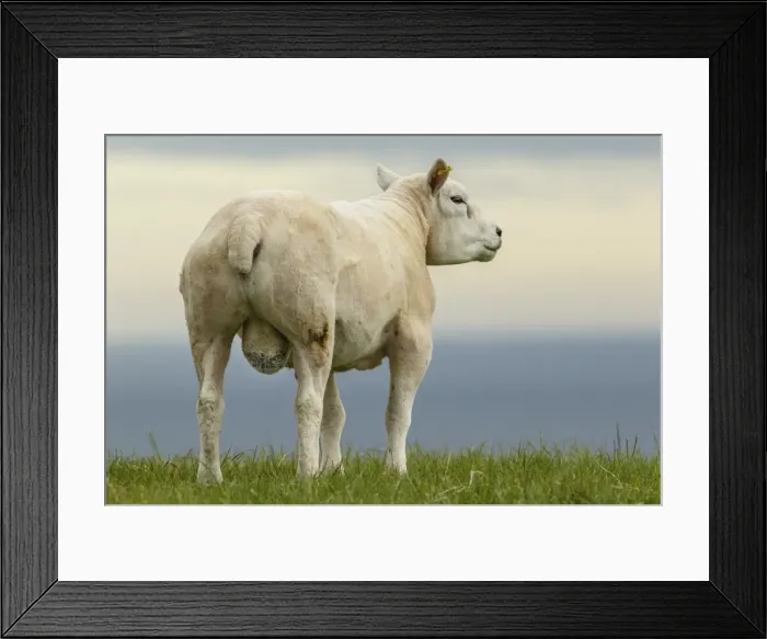 Framed Print : Picture No. 11981443 Framed Print : Picture No. 11981443