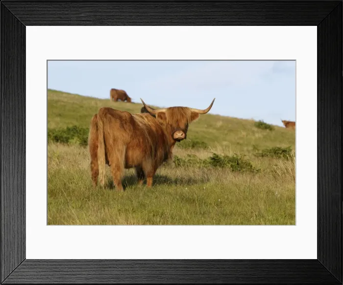Framed Print : Picture No. 11981444