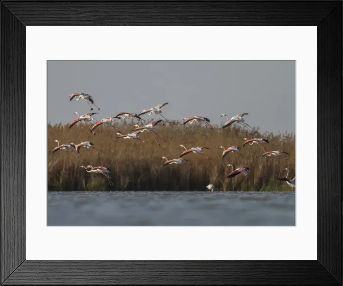 Framed Print : Picture No. 11981445 Framed Print : Picture No. 11981445