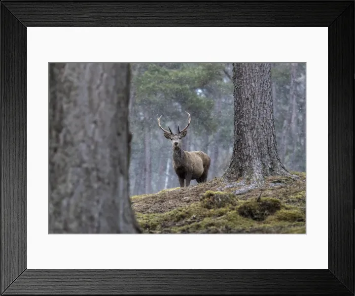 Framed Print : Picture No. 11981447 Framed Print : Picture No. 11981447