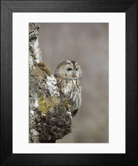 Framed Print : Picture No. 11981449 Framed Print : Picture No. 11981449