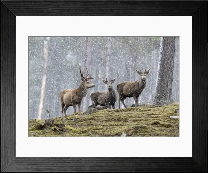 Framed Print : Picture No. 11981450 Framed Print : Picture No. 11981450