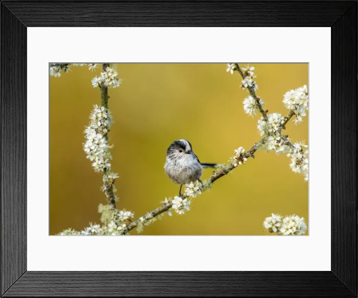 Framed Print : Picture No. 11981452 Framed Print : Picture No. 11981452