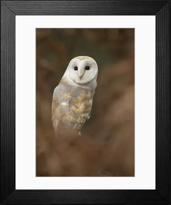 Framed Print : Picture No. 11981453 Framed Print : Picture No. 11981453