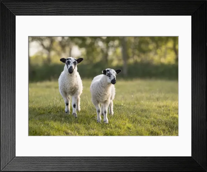 Framed Print : Picture No. 11981455
