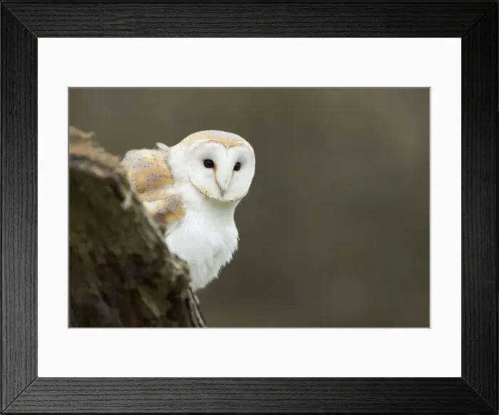 Framed Print : Picture No. 11981456 Framed Print : Picture No. 11981456