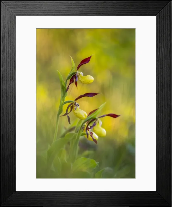 Framed Print : Picture No. 11981461 Framed Print : Picture No. 11981461