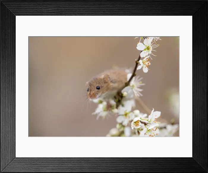 Framed Print : Picture No. 11981464 Framed Print : Picture No. 11981464