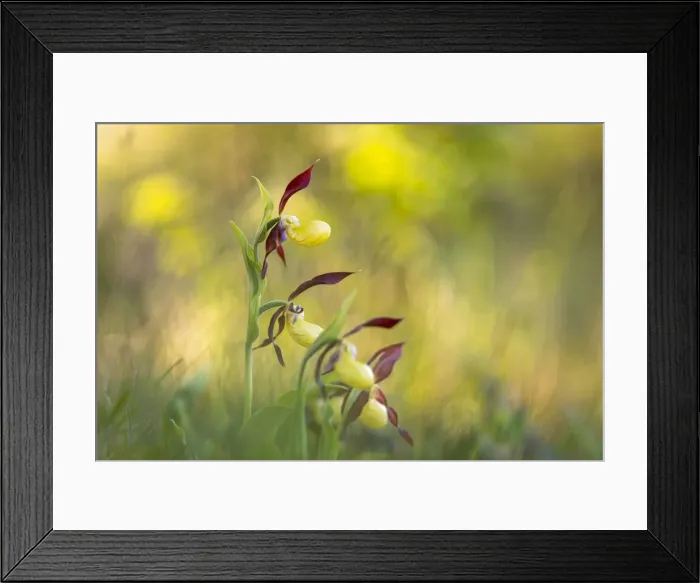Framed Print : Picture No. 11981467 Framed Print : Picture No. 11981467