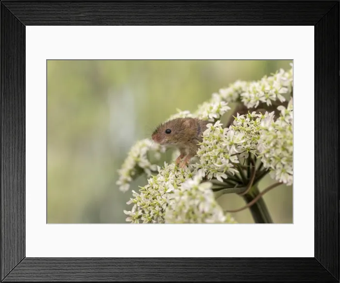 Framed Print : Picture No. 11981469 Framed Print : Picture No. 11981469