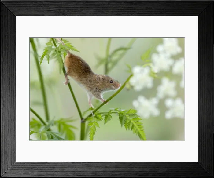 Framed Print : Picture No. 11981473 Framed Print : Picture No. 11981473
