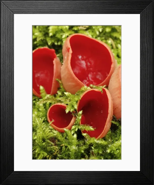 Framed Print : Picture No. 11981474
