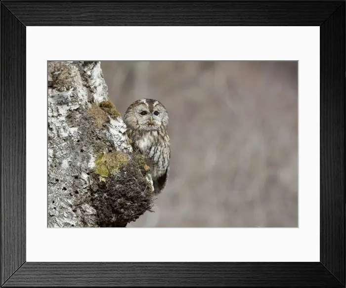 Framed Print : Picture No. 11981476 Framed Print : Picture No. 11981476