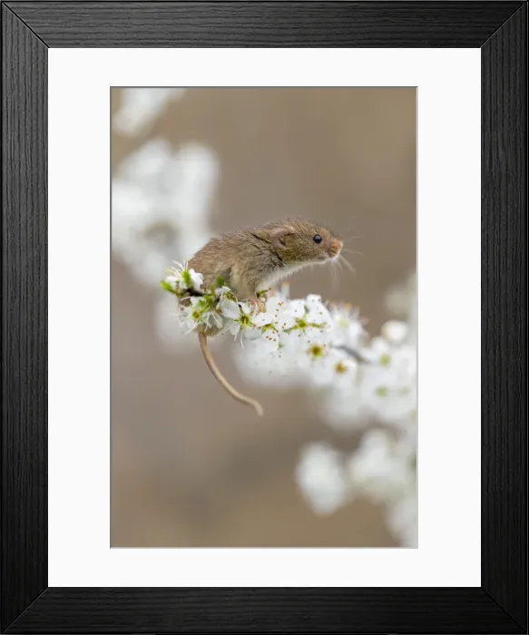 Framed Print : Picture No. 11981477 Framed Print : Picture No. 11981477