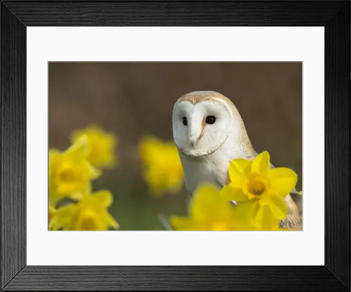 Framed Print : Picture No. 11981478