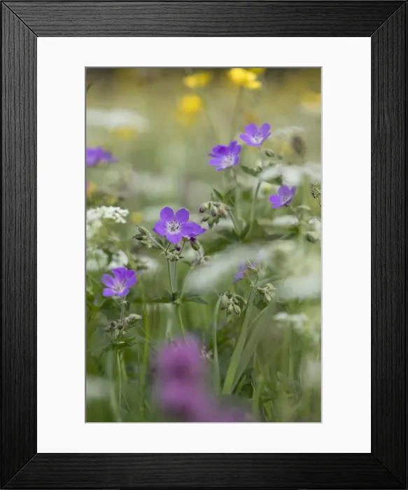 Framed Print : Picture No. 11981491