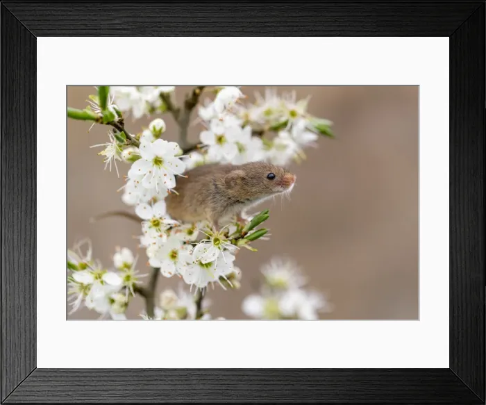 Framed Print : Picture No. 11981492 Framed Print : Picture No. 11981492