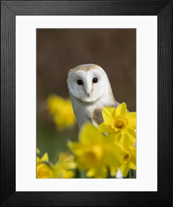 Framed Print : Picture No. 11981493