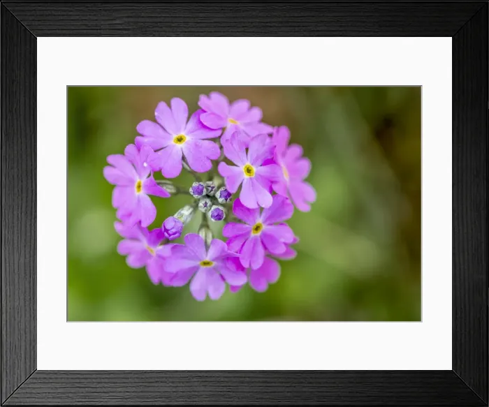 Framed Print : Picture No. 11981494 Framed Print : Picture No. 11981494