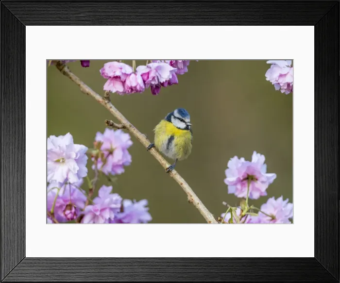 Framed Print : Picture No. 11981499 Framed Print : Picture No. 11981499