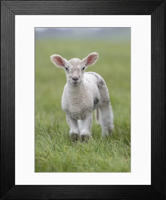 Framed Print : Picture No. 11981500