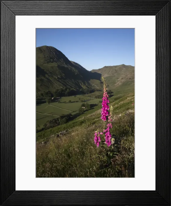 Framed Print : Picture No. 11981502 Framed Print : Picture No. 11981502