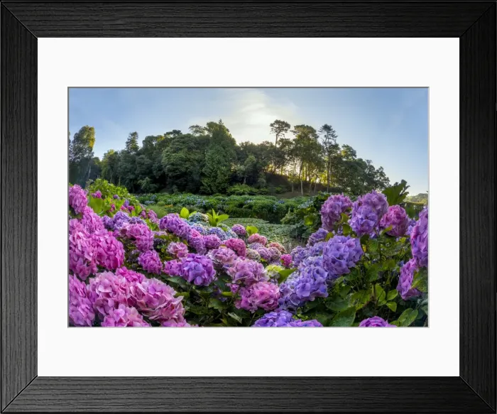 Framed Print : Picture No. 11981501 Framed Print : Picture No. 11981501