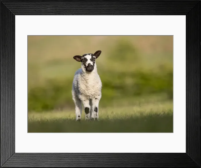 Framed Print : Picture No. 11981504 Framed Print : Picture No. 11981504